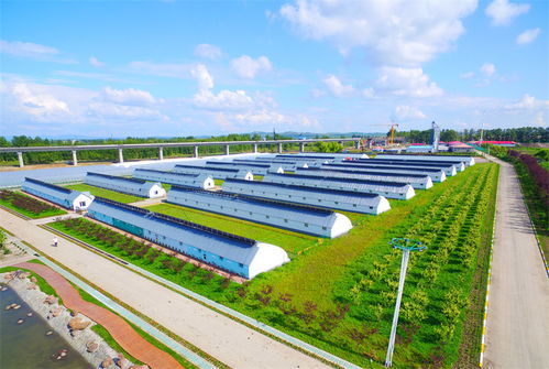 龍江森工集團 立足生態(tài)優(yōu)勢 激活發(fā)展動能